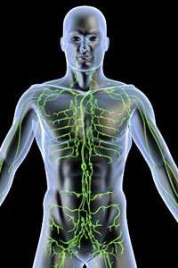 lymphsystem